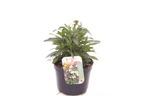 Желтушник льнолистный белый 25/13 (Nieuwkoop Europe) 42038