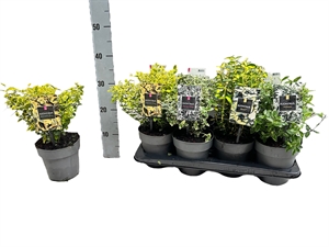 Бересклет Форчуна 20/15 (Nieuwkoop Europe) 42039