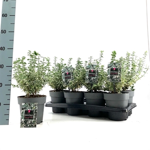 Бересклет Форчуна "Emerald Gaiety" 25/15 (Nieuwkoop Europe) 42040