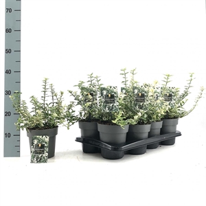 Бересклет Форчуна "Harlequin" 30/15 (Nieuwkoop Europe) 42042