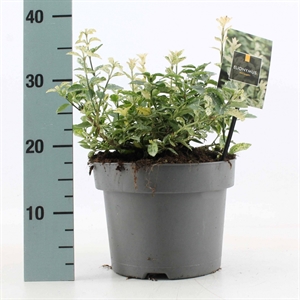 Бересклет Форчуна "Harlequin" 30/23 (Nieuwkoop Europe) 42043