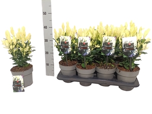 Бересклет Японский "Extravaganza" 25/15 (Nieuwkoop Europe) 42046