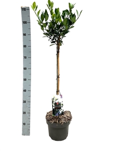 Бересклет Японский "Extravaganza" 90/23 (Nieuwkoop Europe) 42047