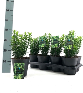 Бересклет Японский "Green Spire" 30/15 (Nieuwkoop Europe) 42049