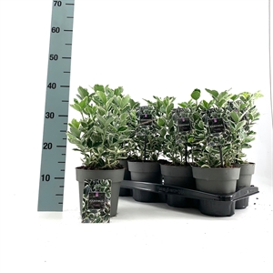 Бересклет Японский "Kathy" 35/15 (Nieuwkoop Europe) 42050