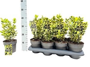 Бересклет Японский "Marieke" 30/15 (Nieuwkoop Europe) 42052