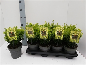 Бересклет Японский "Microphyllus Aureovariegatus" 30/15 (Nieuwkoop Europe) 42054