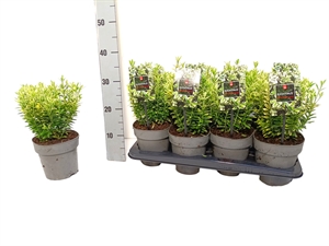 Бересклет Японский "Microphyllus Albovariegatus" 30/15 (Nieuwkoop Europe) 42055