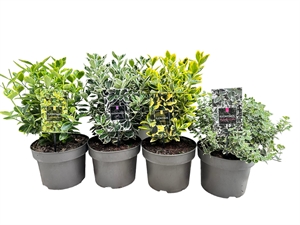 Бересклет Японский микс 40/23 (Nieuwkoop Europe) 42056