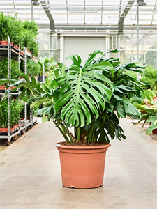 Монстера деликатесная 130/55  (Nieuwkoop Europe) 42072