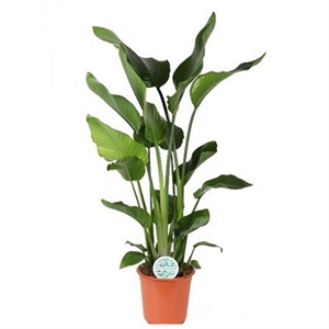 Стрелиция Николая 24/130 (GL) 42073