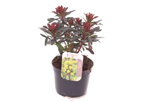 Молочай миндалевидный 30/13 (Nieuwkoop Europe) 42075