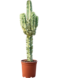 Молочай эритрейский (эуфорбия эритрея) 110/27 (Nieuwkoop Europe) 42079