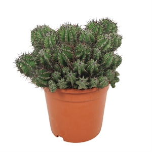 Молочай ощетиненный 40/17 (Nieuwkoop Europe) 42080