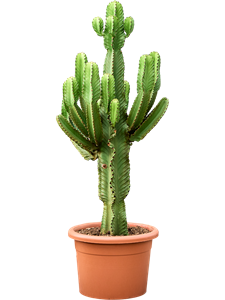 Молочай великий (эуфорбия ингенс) 160-180 (Nieuwkoop Europe) 42082