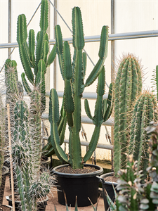 Молочай великий (эуфорбия ингенс) 210/60 (Nieuwkoop Europe) 42083