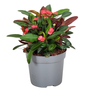 Молочай 25/13 (Nieuwkoop Europe) 42099