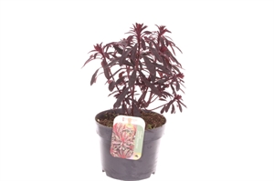 Молочай 40/17 (Nieuwkoop Europe) 42100