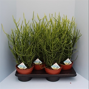 Молочай тирукалли (эуфорбия) 55/17 (Nieuwkoop Europe) 42104