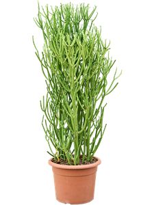 Молочай тирукалли (эуфорбия) 100-120 см (Nieuwkoop Europe) 42106