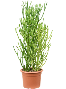 Молочай тирукалли (эуфорбия) 80-100 (Nieuwkoop Europe) 42108