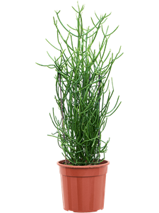 Молочай тирукалли (эуфорбия) 85/24 (Nieuwkoop Europe) 42109