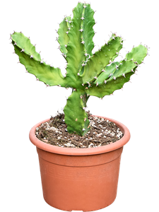 Молочай Тортилис 50-60 см (Nieuwkoop Europe) 42112