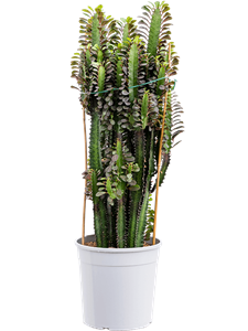 Молочай треугольный (эуфорбия тригона) 85/24 (Nieuwkoop Europe) 42113