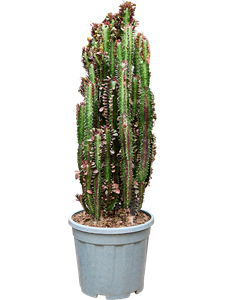 Молочай треугольный (эуфорбия тригона) 100/30 (Nieuwkoop Europe) 42114