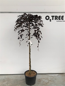 Бук европейский 150/34 (Nieuwkoop Europe) 42118