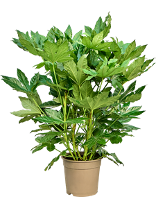 Фатсия японская 105/24 (Nieuwkoop Europe) 42119