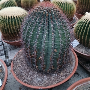 Ферокактус 80/70 (Nieuwkoop Europe) 42122