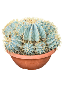 Ферокактус голубеющий 40/40 (Nieuwkoop Europe) 42123