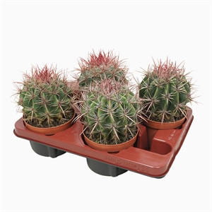 Ферокактус волосистый 15/13 (Nieuwkoop Europe) 42125