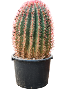 Ферокактус Стайнези 90/38 (Nieuwkoop Europe) 42127