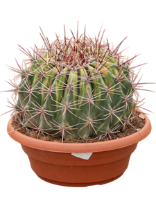 Ферокактус Таунсенда 35/30 (Nieuwkoop Europe) 42130