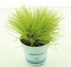 Овсяница 20/10 (Nieuwkoop Europe) 42132