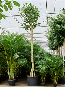 Фикус бенгальский "Одри" 450/70 (Nieuwkoop Europe) 42142