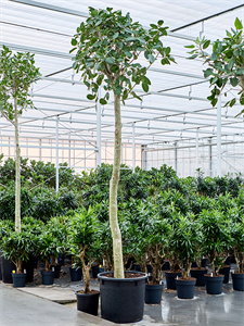 Фикус бенгальский "Одри" 425/70 (Nieuwkoop Europe) 42143