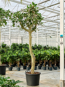 Фикус бенгальский "Одри" 325/70 (Nieuwkoop Europe) 42144