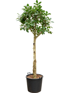 Фикус бенгальский "Одри" 300/70 (Nieuwkoop Europe) 42145