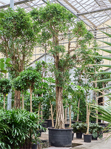 Фикус биннендийка "Али" 680/122 (Nieuwkoop Europe) 42147