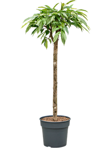 Фикус биннендийка "Амстел Кинг" 150/34 (Nieuwkoop Europe) 42148