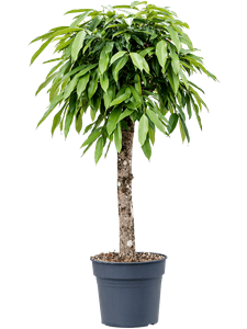 Фикус биннендийка "Амстел Кинг" 120/30 (Nieuwkoop Europe) 42149