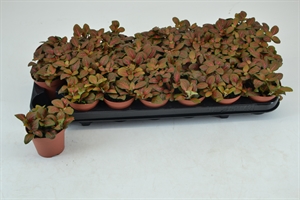 Фиттония Джоли Джосан 12/8 (Nieuwkoop Europe) 42154