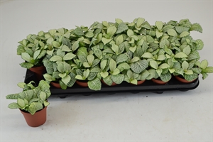 Фиттония Мозаик 12/8 (Nieuwkoop Europe) 42173