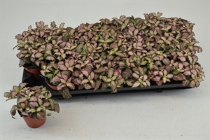 Фиттония розовая 10/8 (Nieuwkoop Europe) 42176