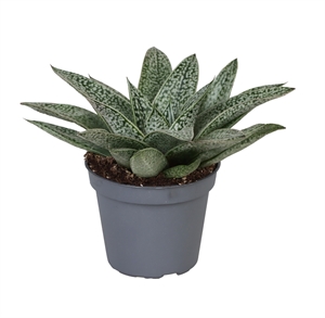 Гастерия "Ди Нелла" 8/6 (Nieuwkoop Europe) 42191