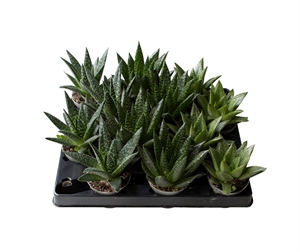 Гастерия микс 15/6 (Nieuwkoop Europe) 42193