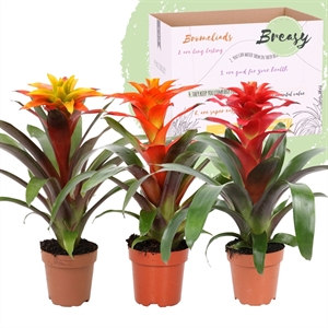 Гузмания Фиеро микс 45/12 (Nieuwkoop Europe) 42211